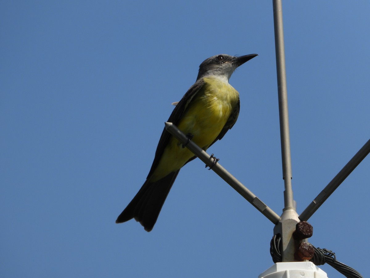 Tropical Kingbird - ML643771650