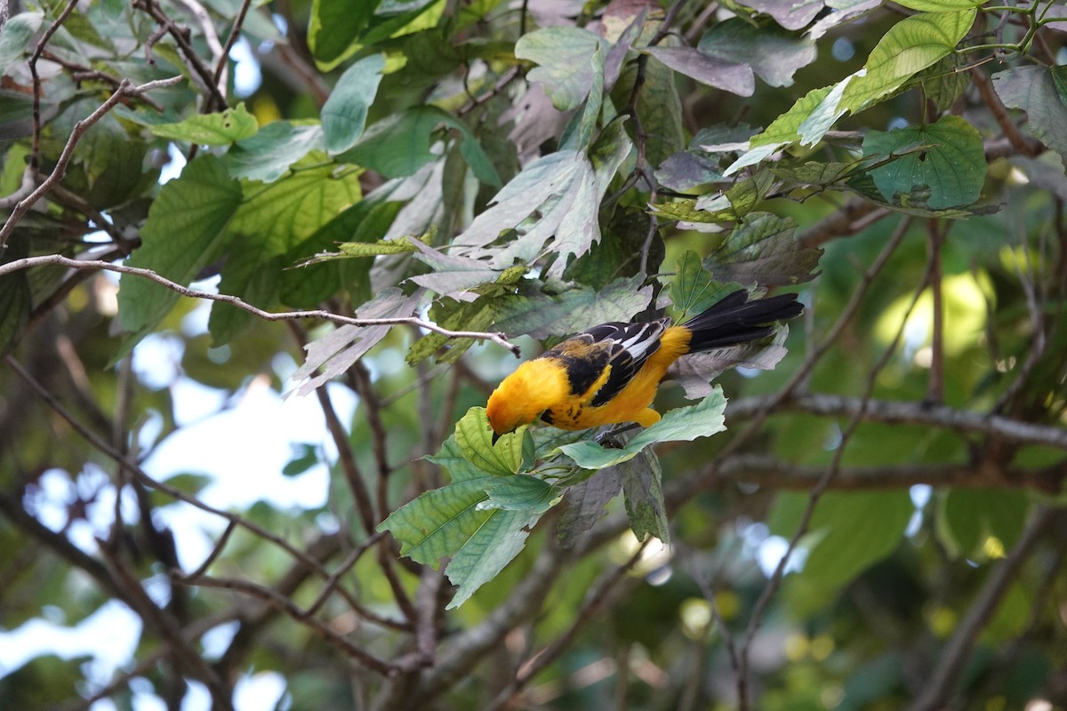 Spot-breasted Oriole - ML643771651