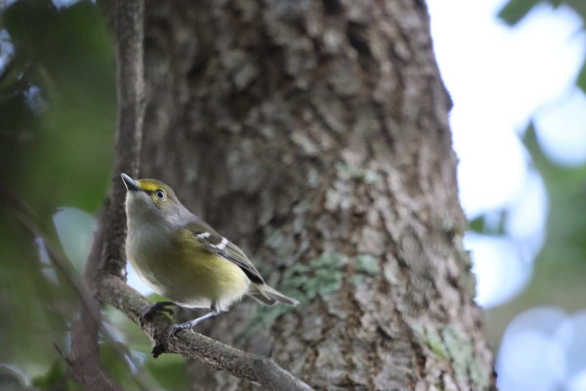 White-eyed Vireo - ML643771652