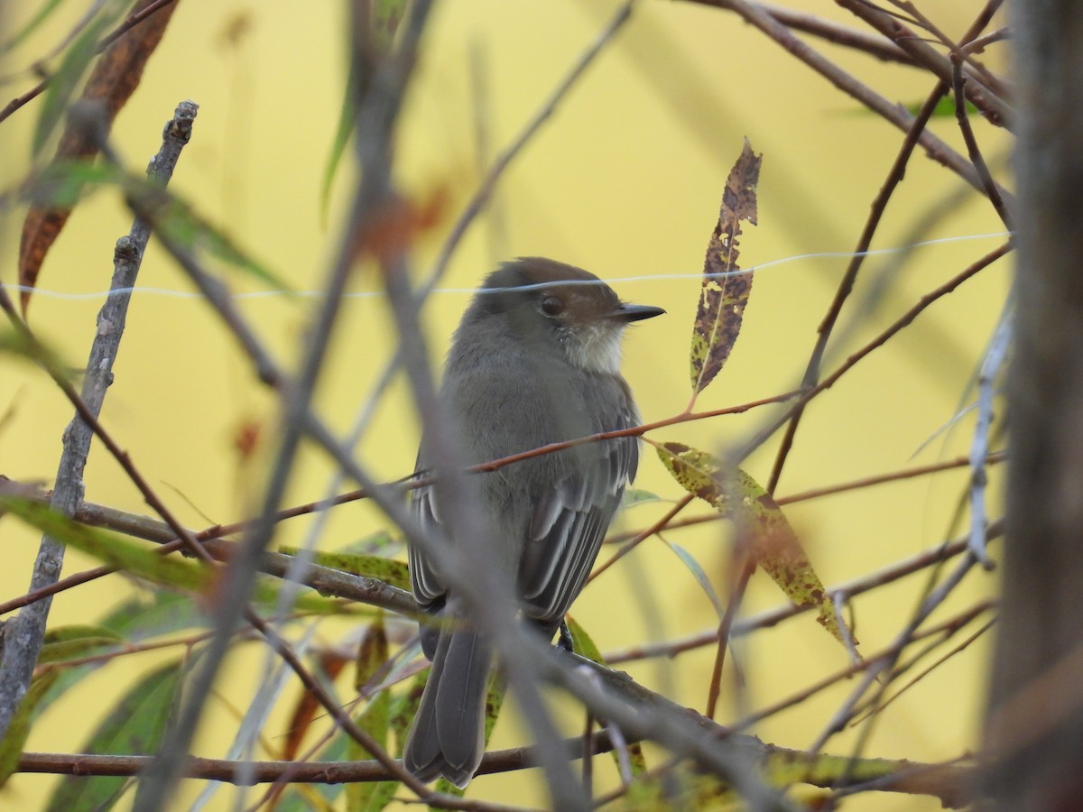 Eastern Phoebe - ML643771656