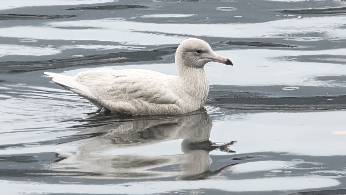 Glaucous Gull - ML643771661