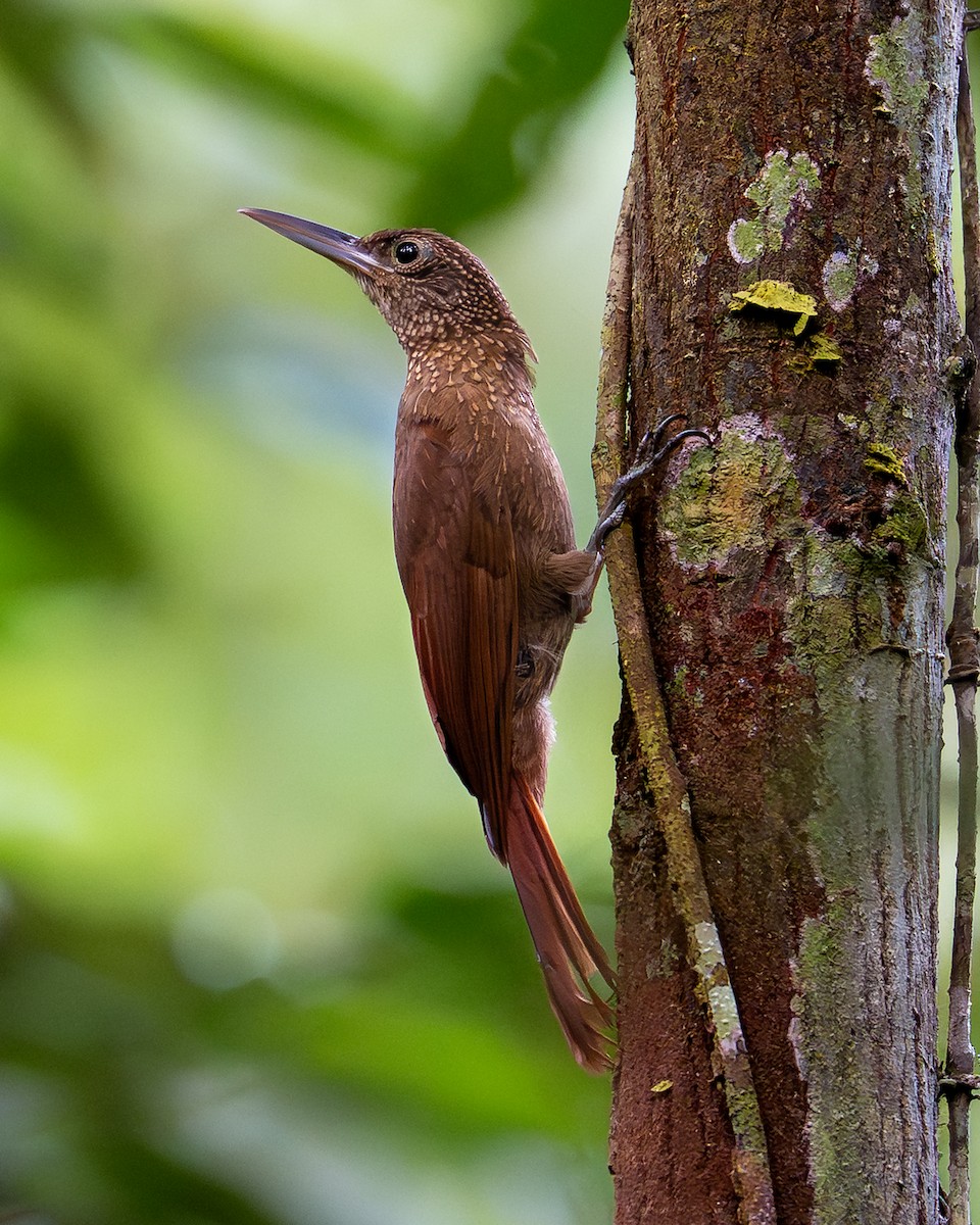 Elegant Woodcreeper - ML643771691