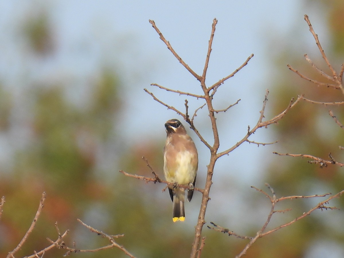 Cedar Waxwing - ML643771716