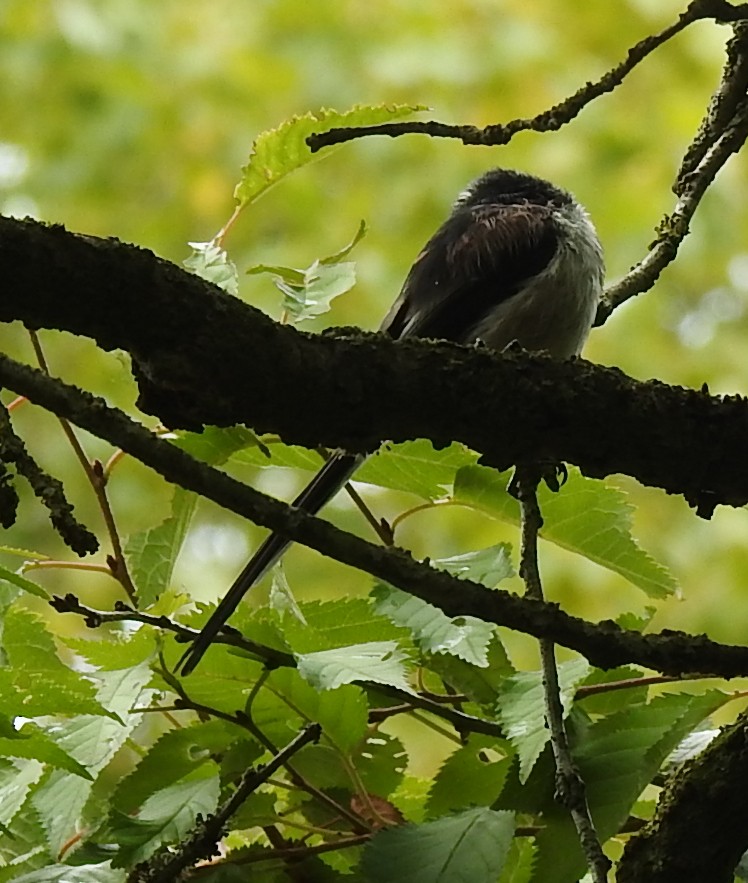 Long-tailed Tit - ML643771717
