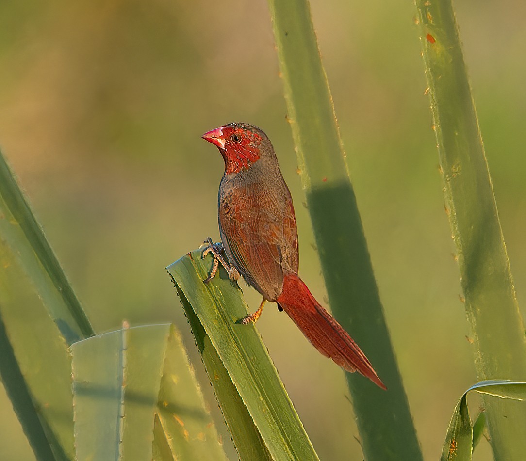 Crimson Finch - ML643771723