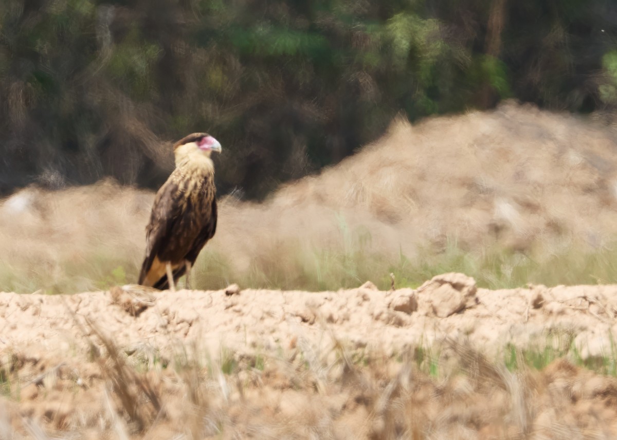 Crested Caracara (Southern) - ML643771729