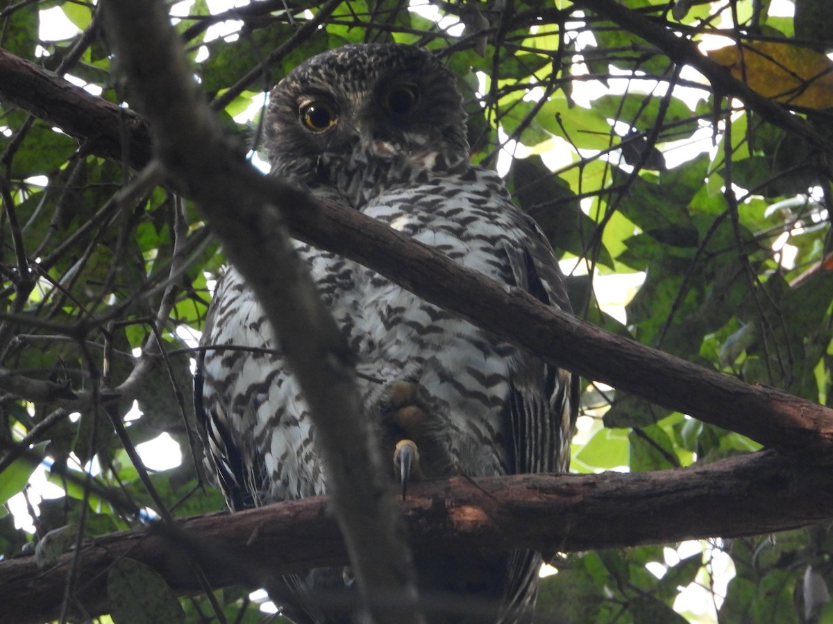 Powerful Owl - ML643771730