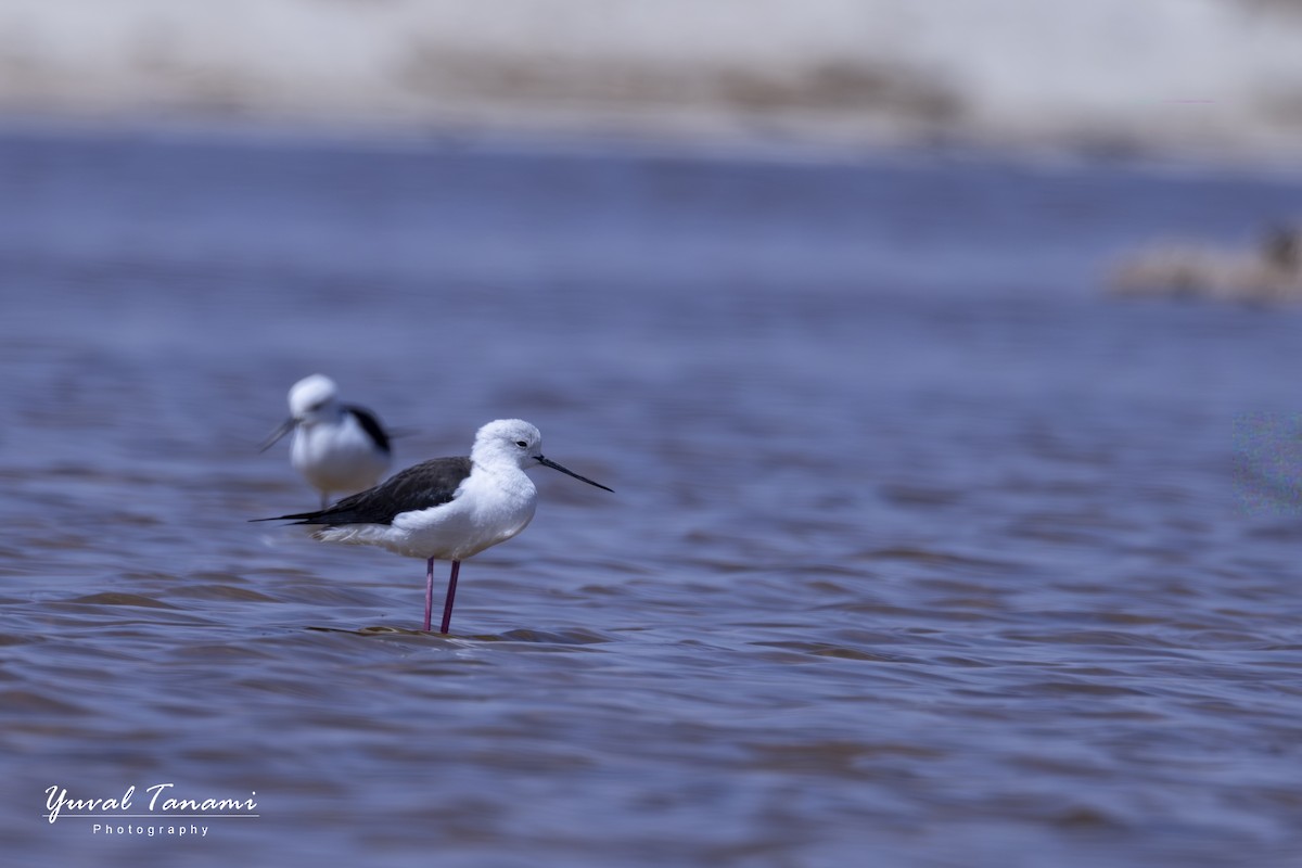 Black-winged Stilt - ML643771732