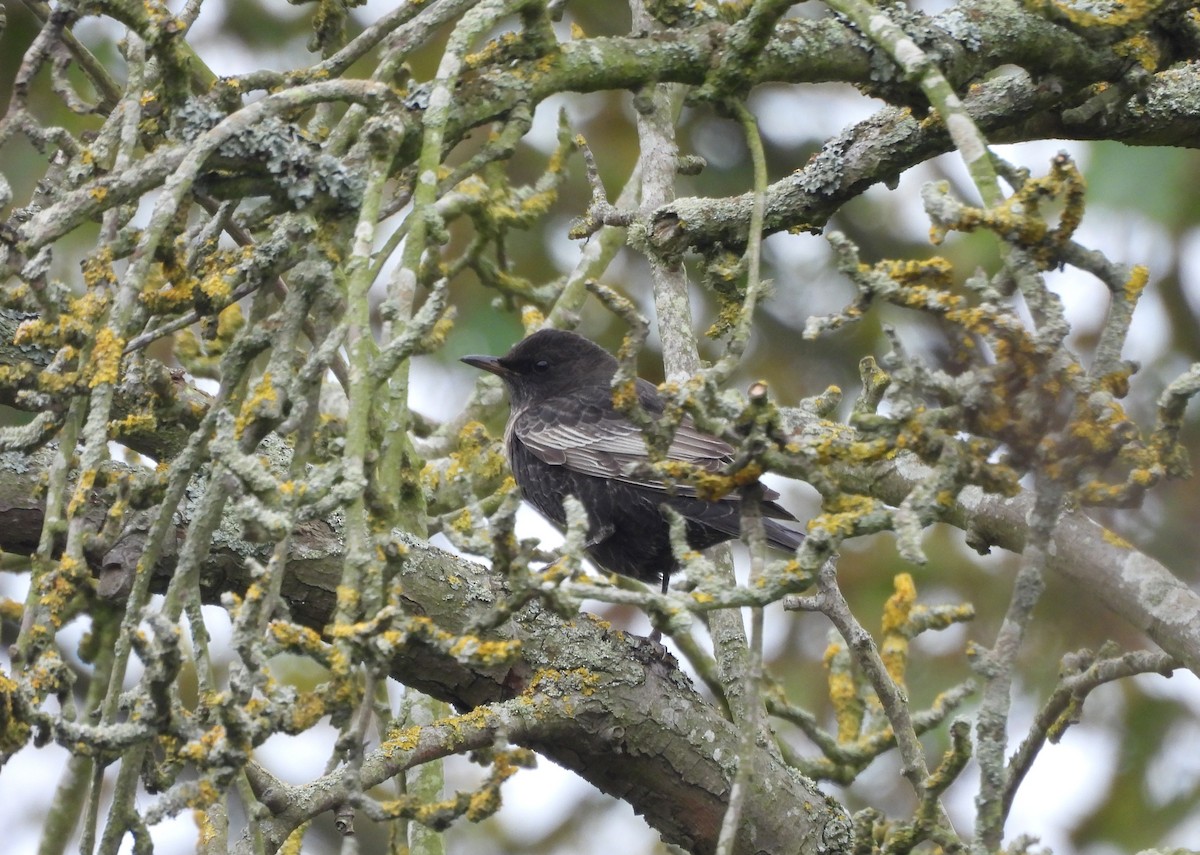 Ring Ouzel - ML643771733