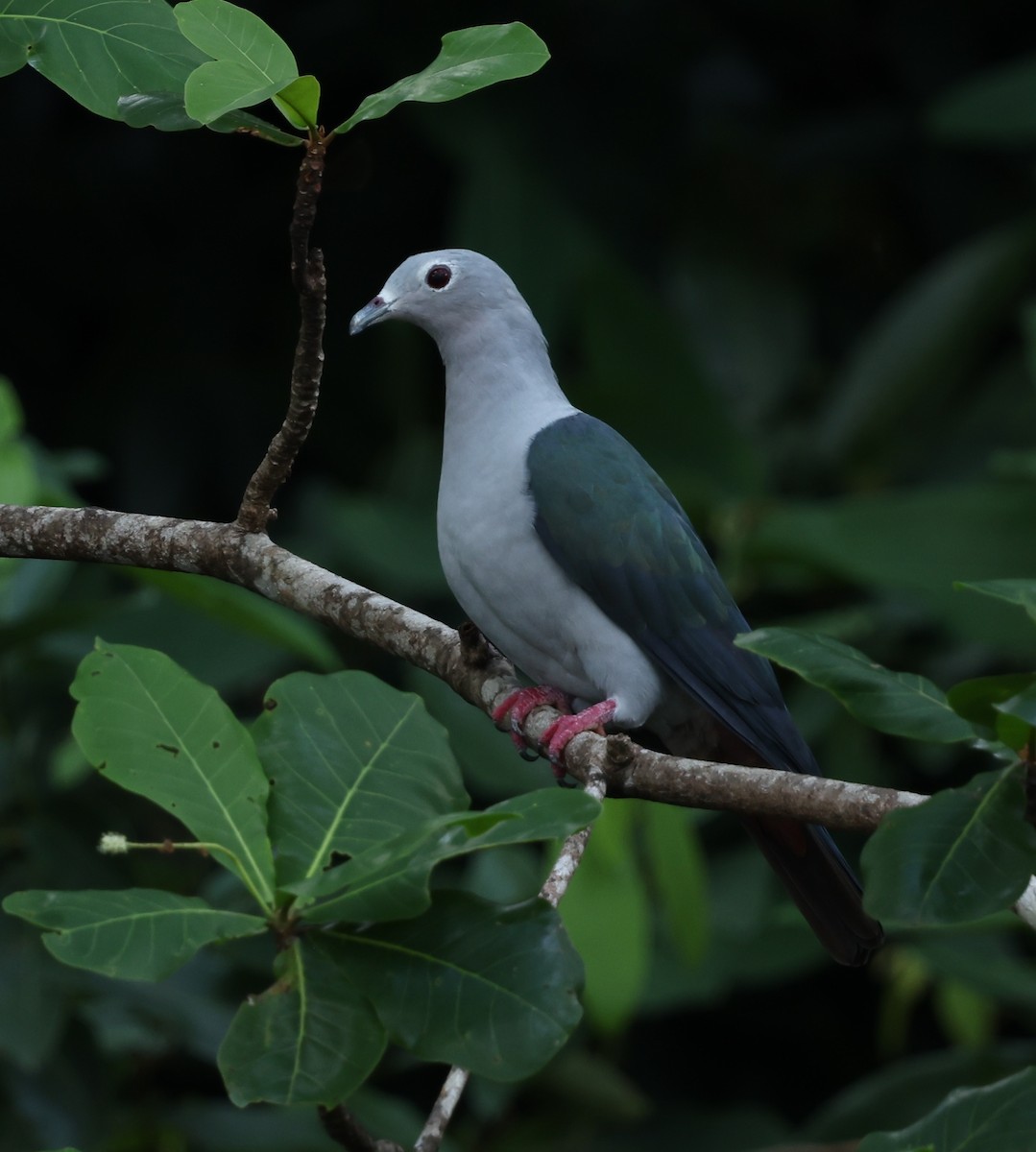 Island Imperial-Pigeon - ML643771735