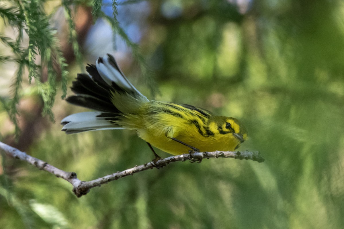 Prairie Warbler - ML643771736