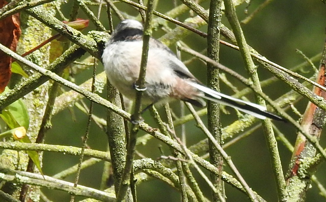 Long-tailed Tit - ML643771739