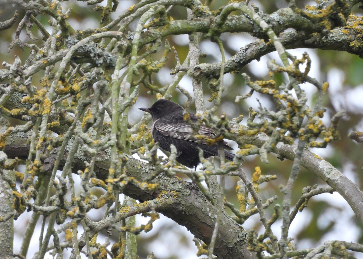 Ring Ouzel - ML643771740