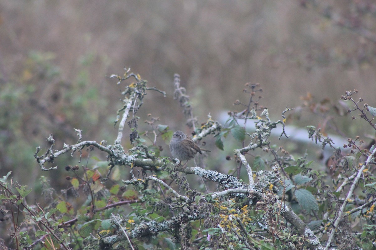 Dunnock - ML643771742