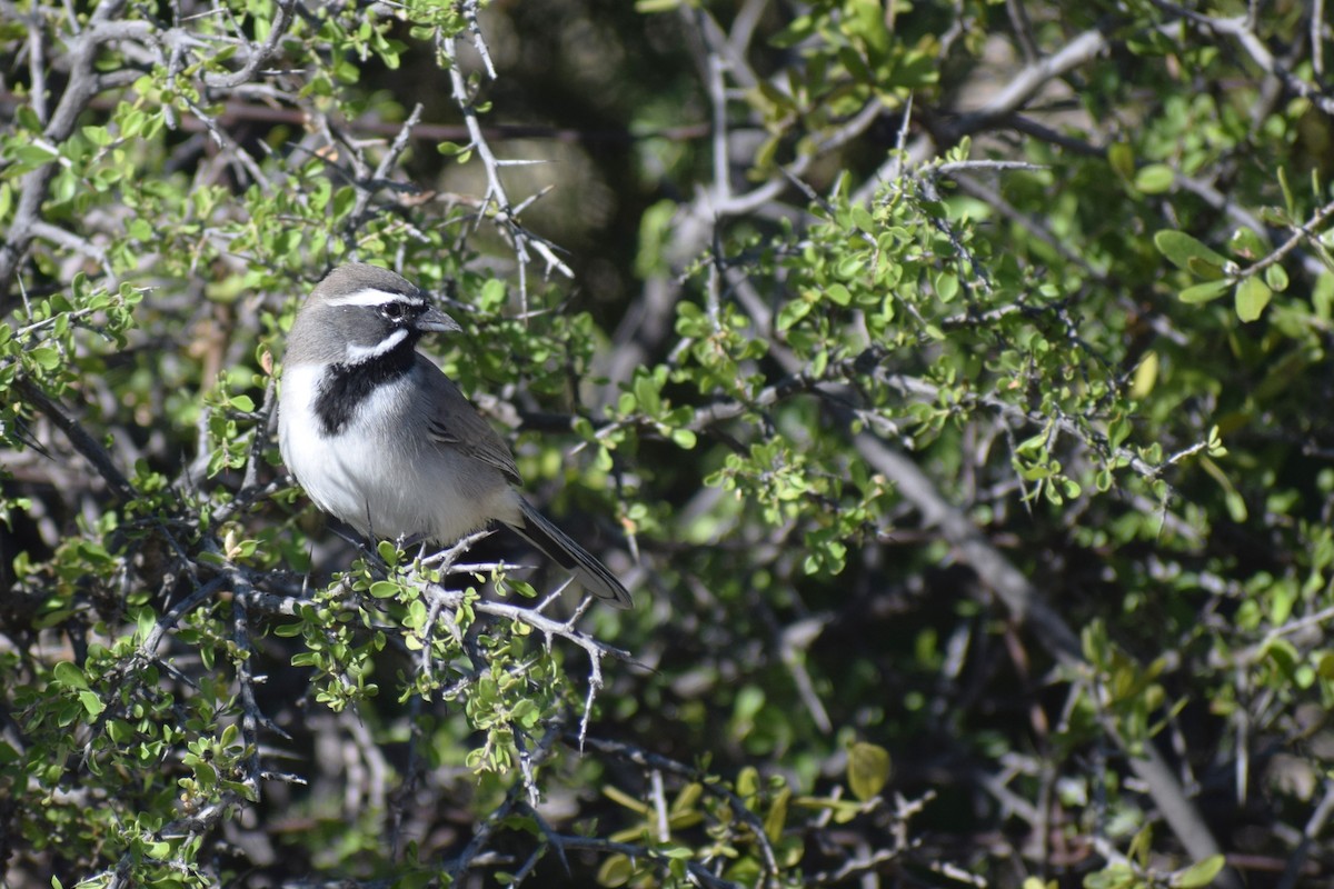Black-throated Sparrow - ML643771743
