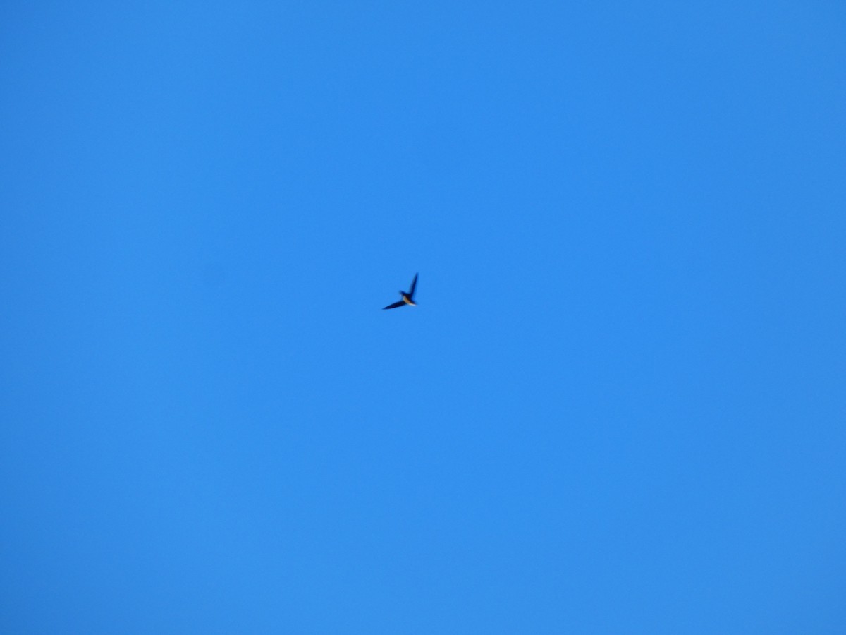 Chimney Swift - ML643771744
