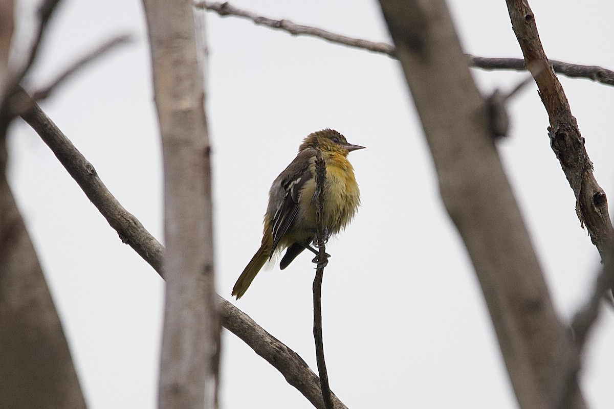 Baltimore Oriole - ML643771745