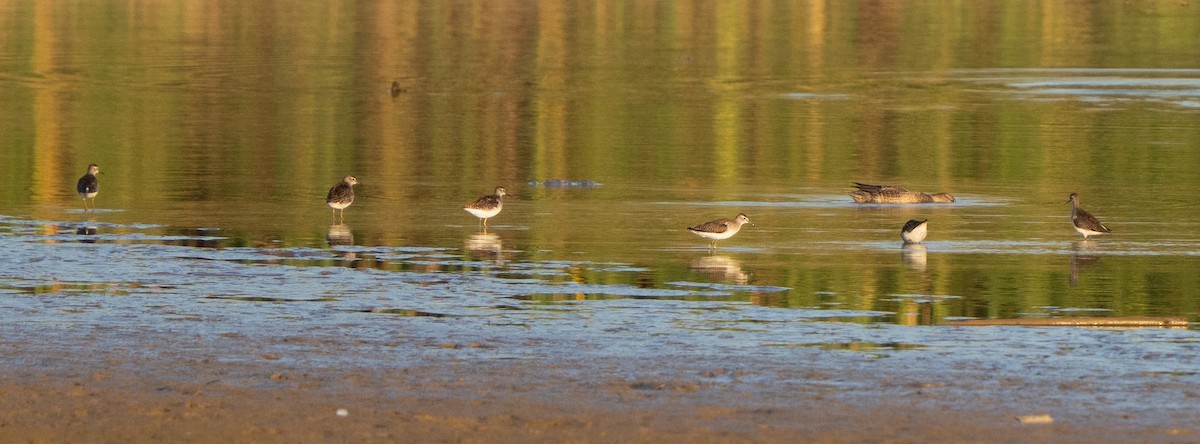 鷹斑鷸 - ML643771746