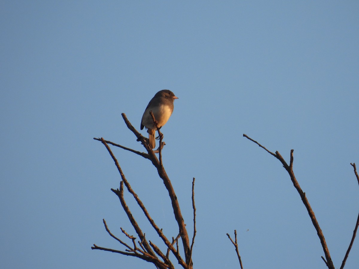 Dark-eyed Junco - ML643771747