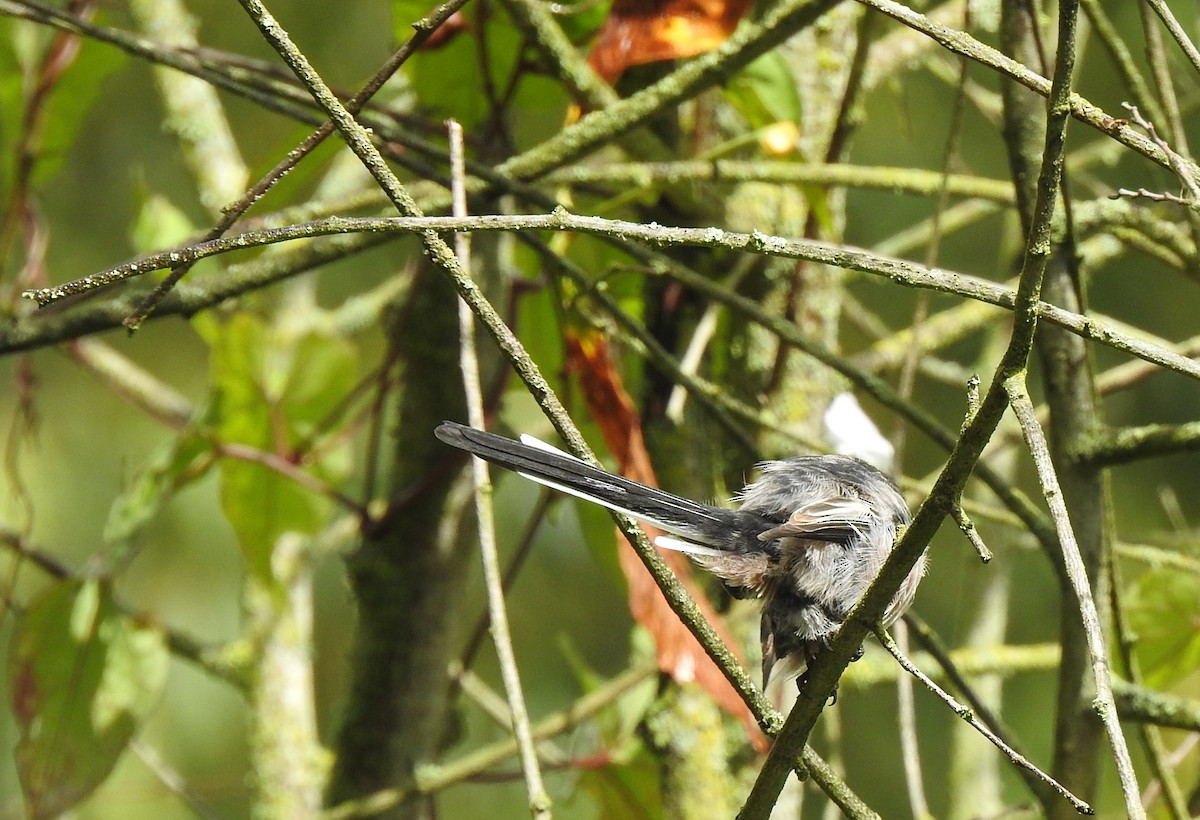 Long-tailed Tit - ML643771748