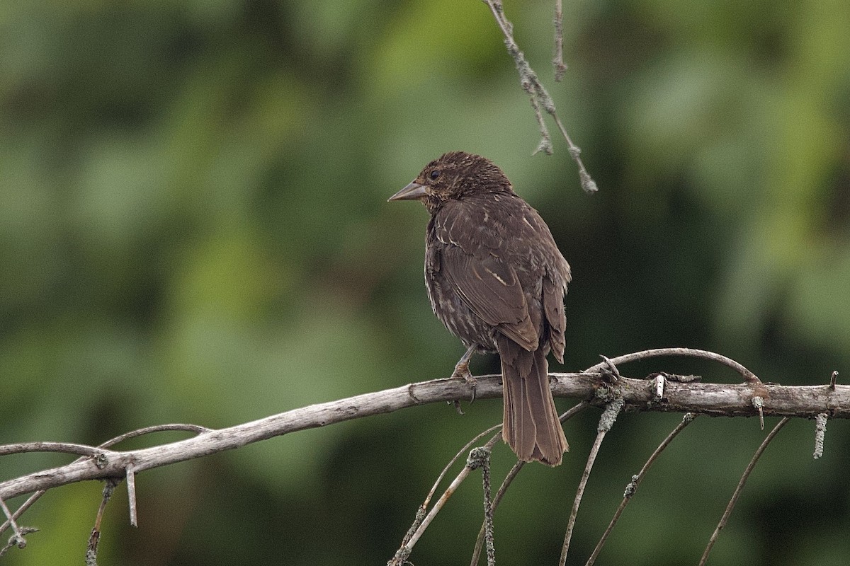 Red-winged Blackbird - ML643771751