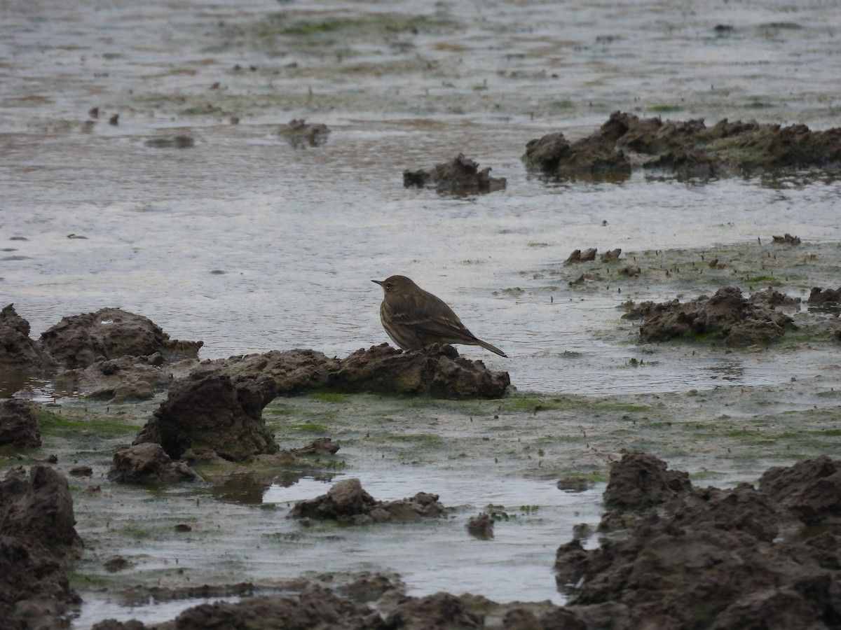 Rock Pipit - ML643771753