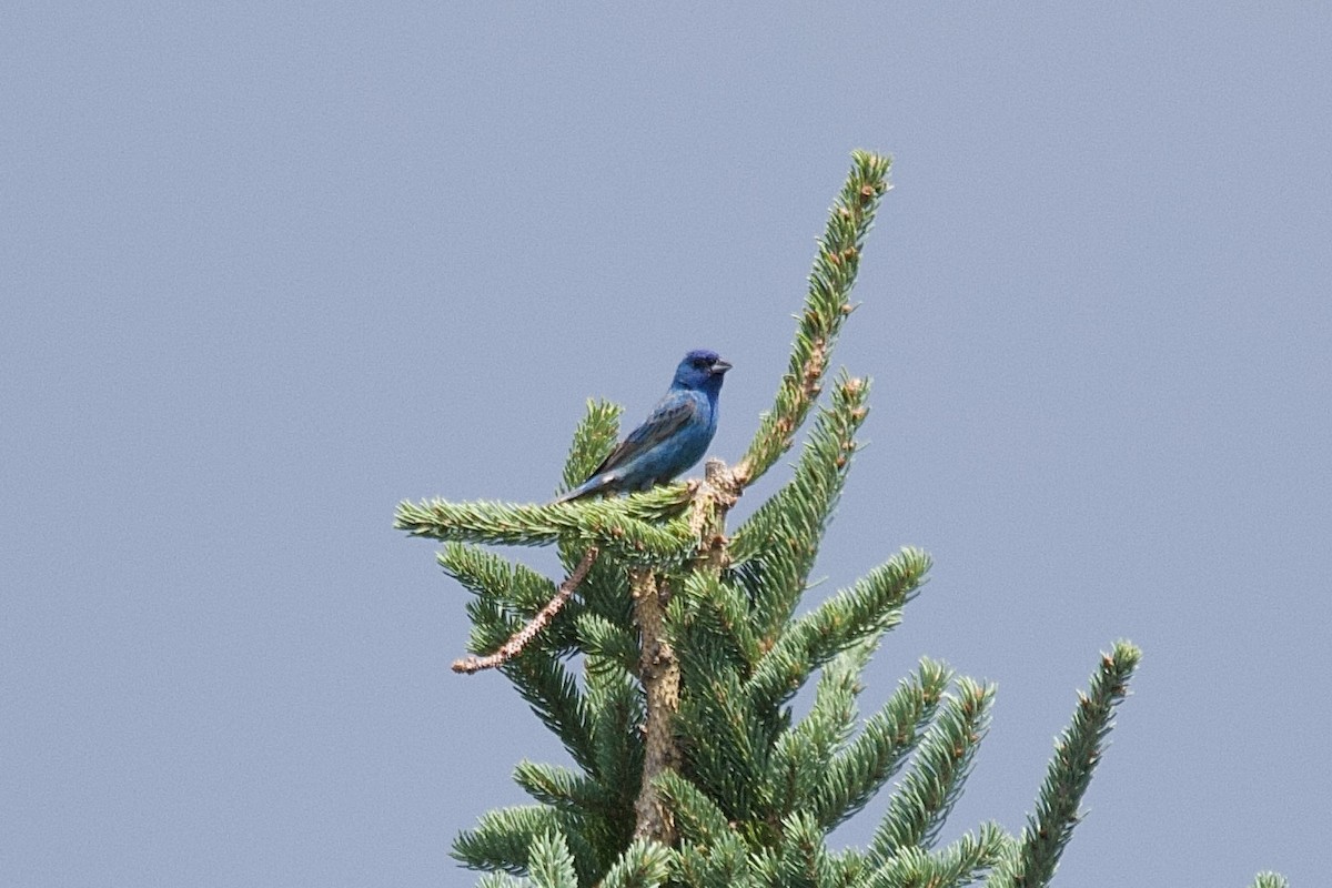 Indigo Bunting - ML643771754