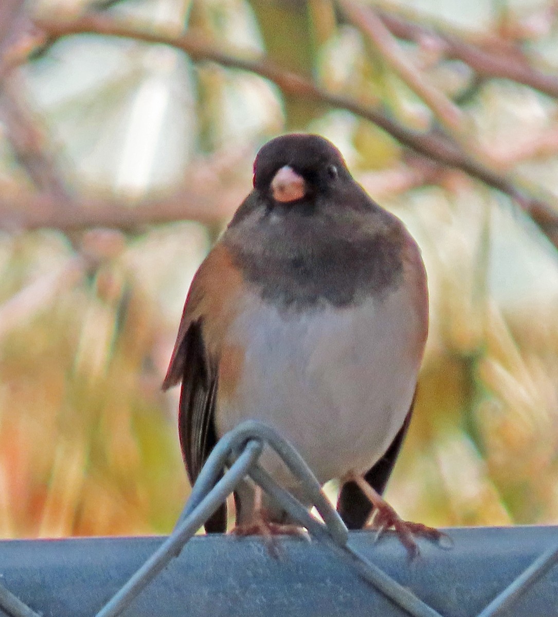 Dark-eyed Junco - ML643771757