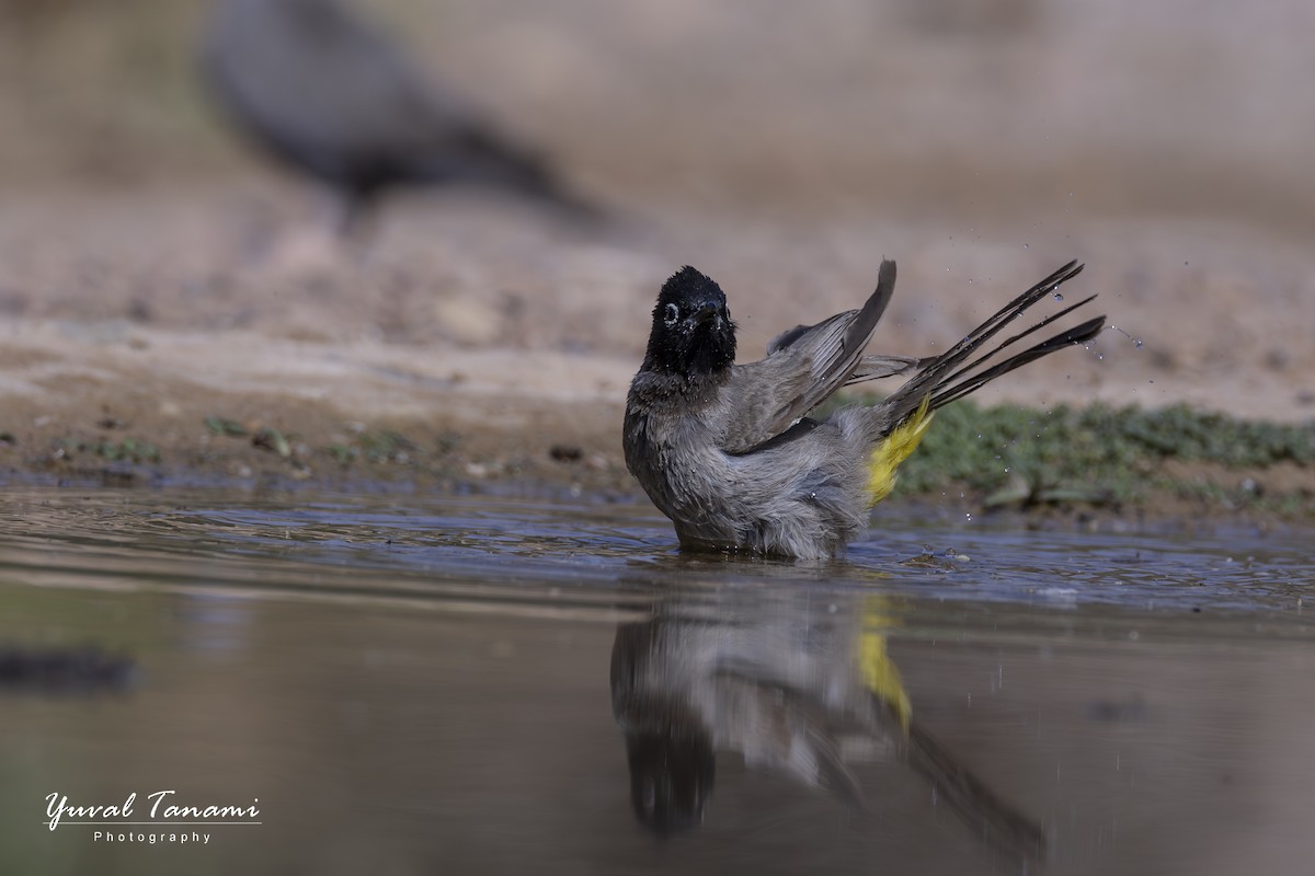 White-spectacled Bulbul - ML643771759