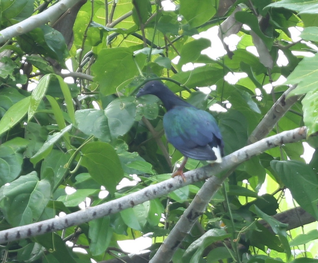 Голуб гривастий - ML643771764