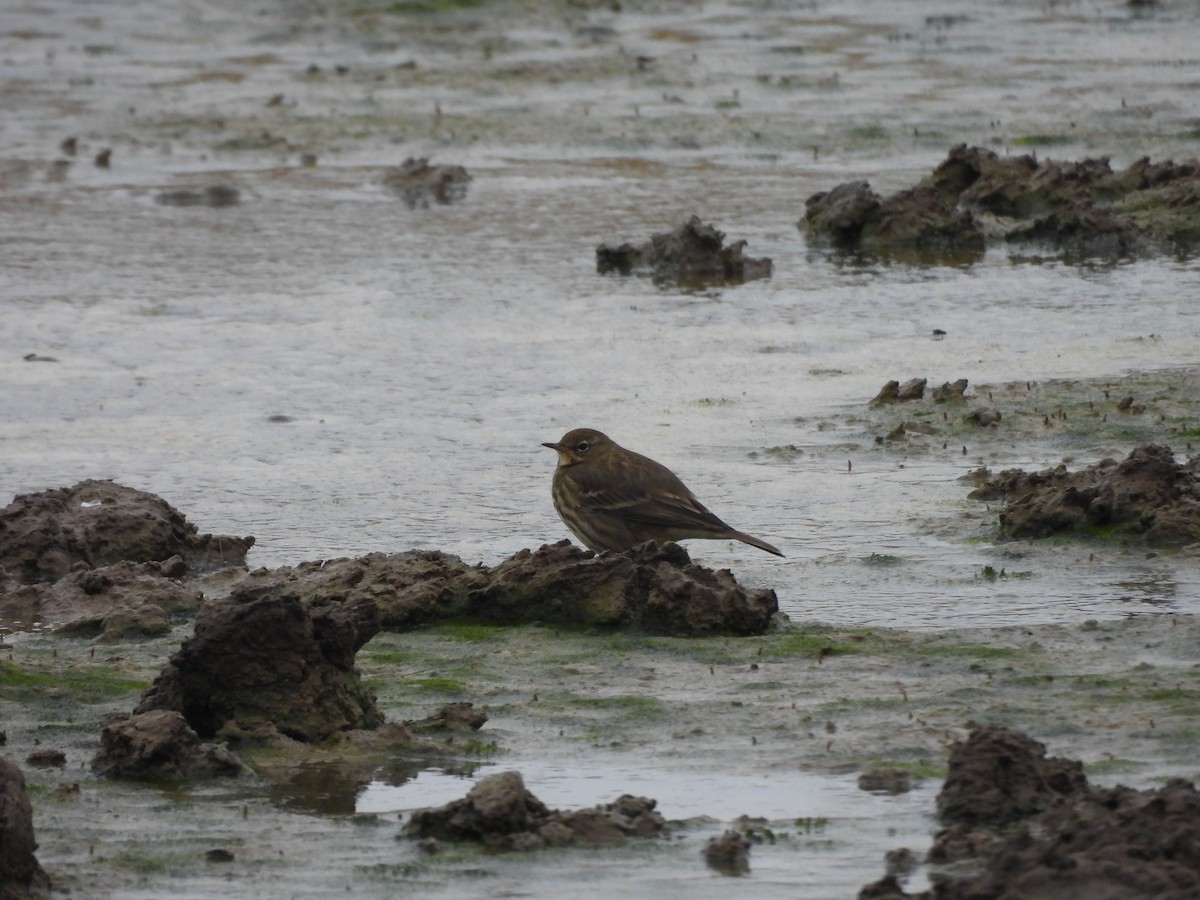 Rock Pipit - ML643771769