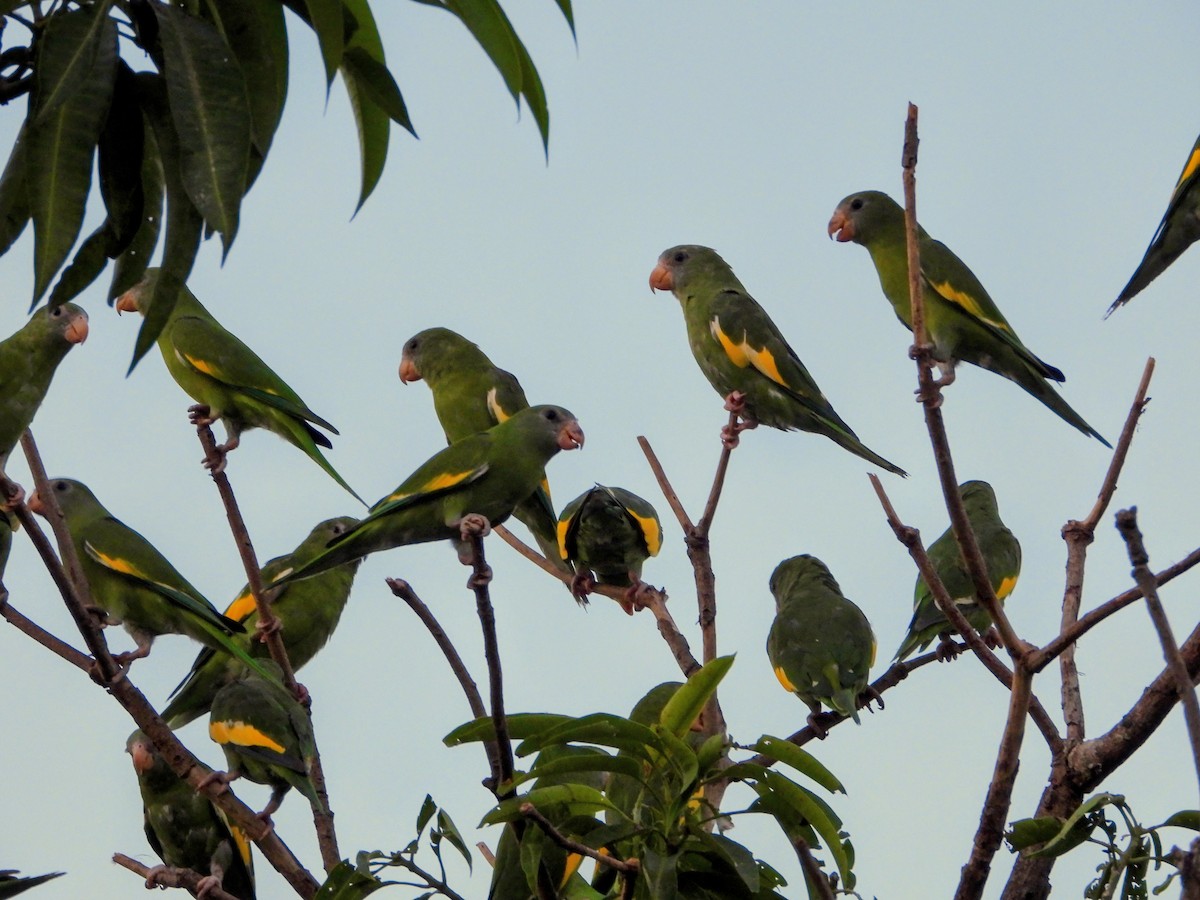 White-winged Parakeet - ML643771771