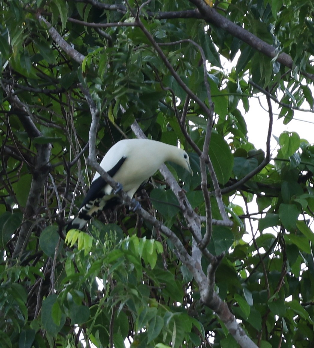 Yellowish Imperial-Pigeon - ML643771775
