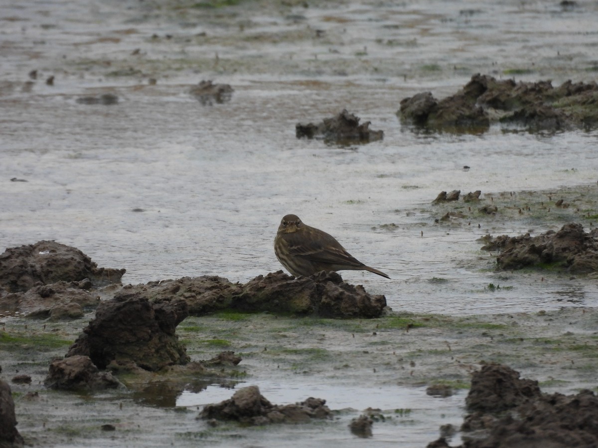 Rock Pipit - ML643771777
