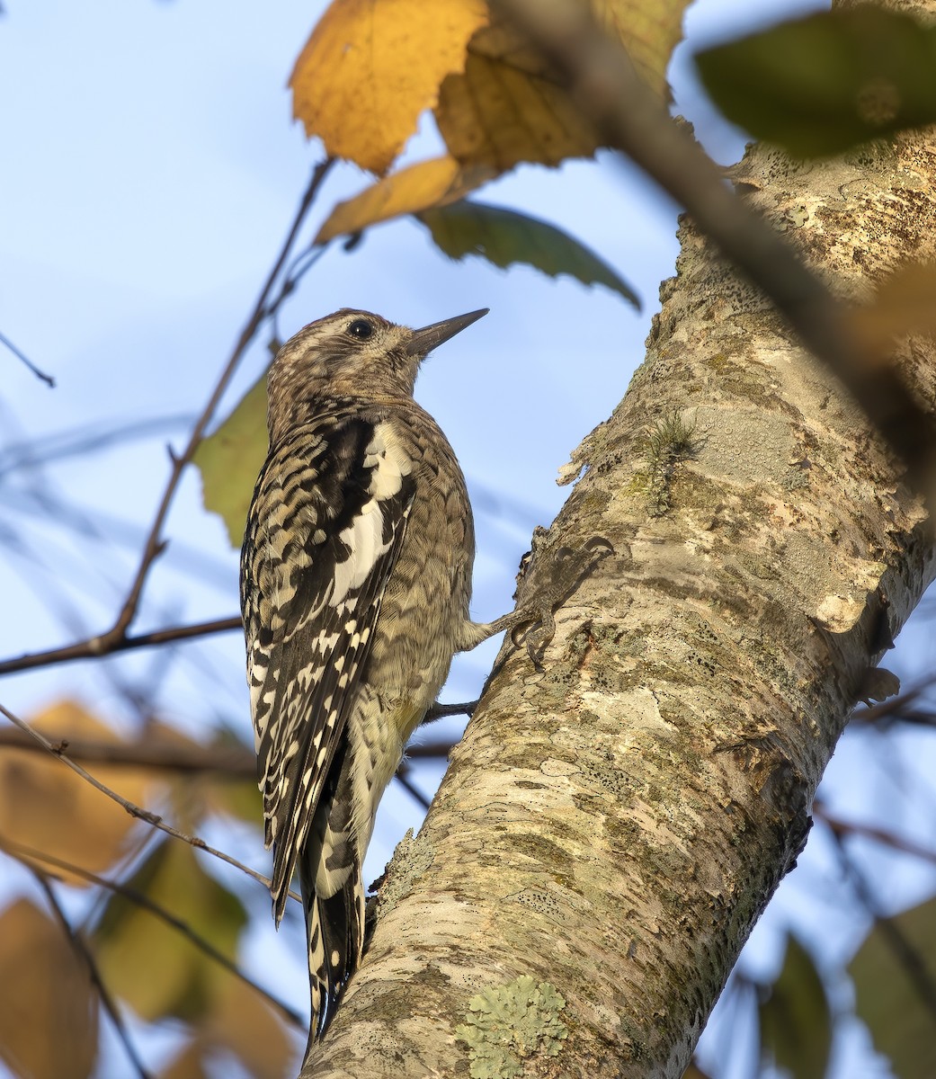 Yellow-bellied Sapsucker - ML643771795