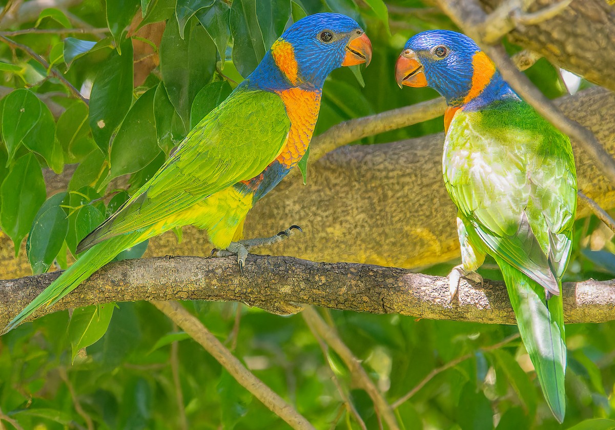 Red-collared Lorikeet - ML643771807
