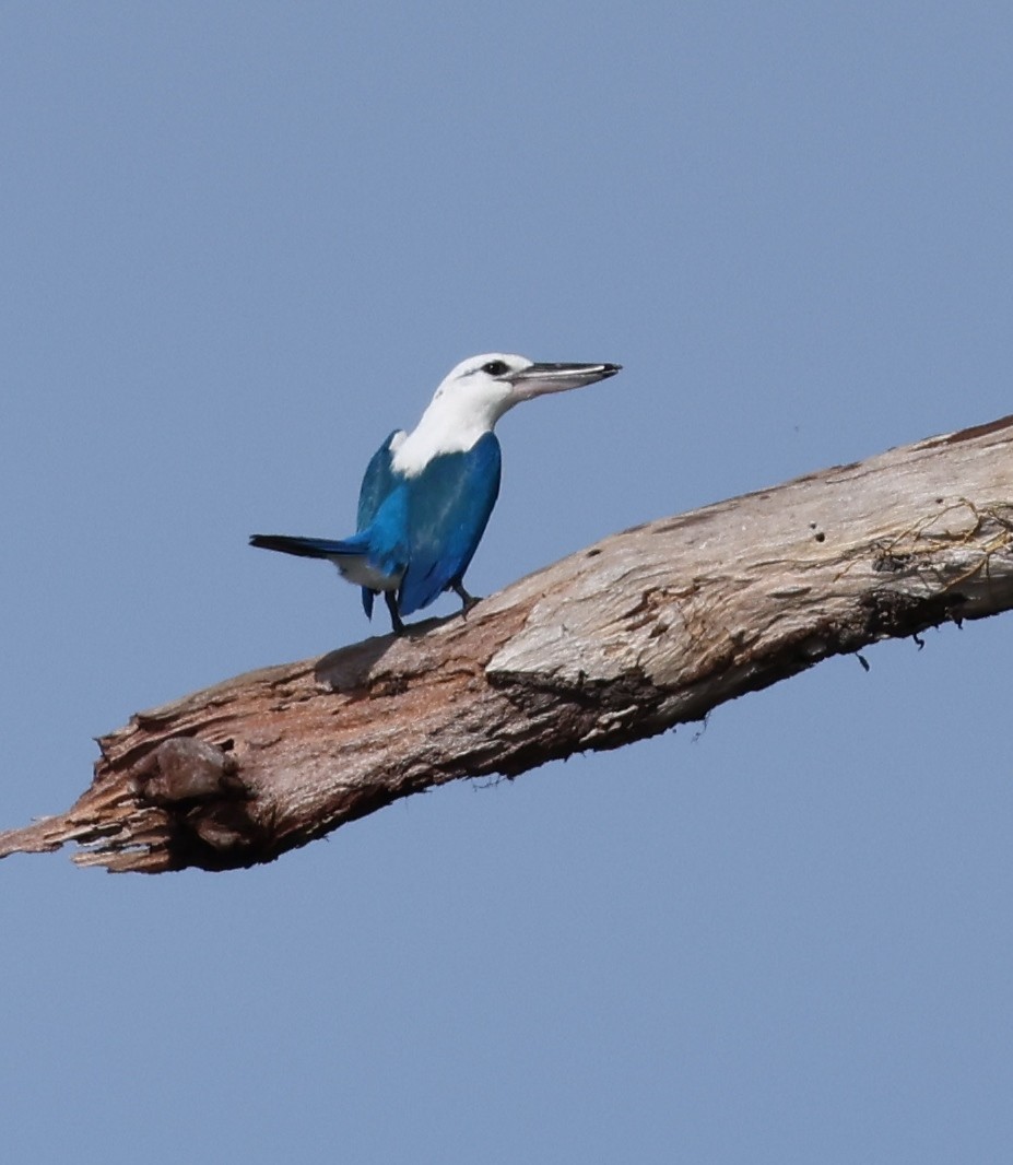 Альціон білоголовий - ML643771814