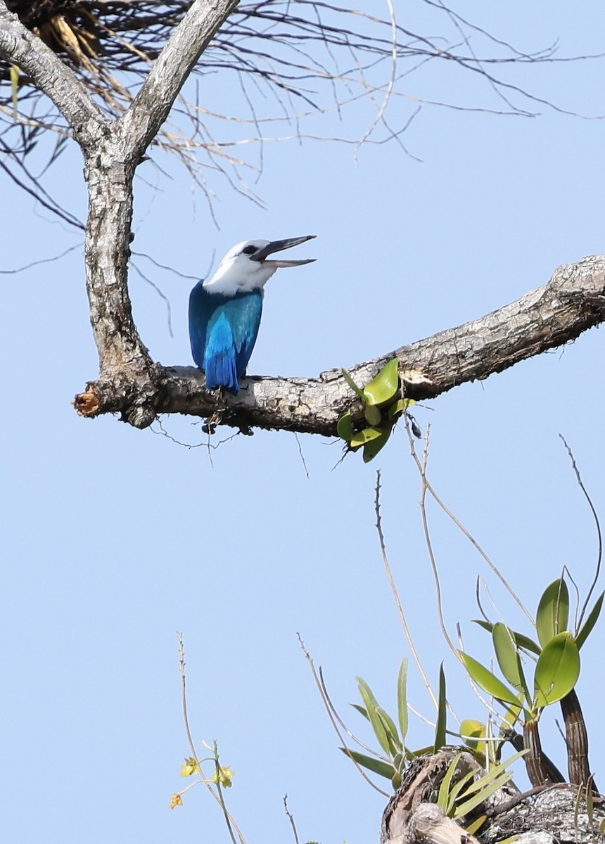 Альціон білоголовий - ML643771815