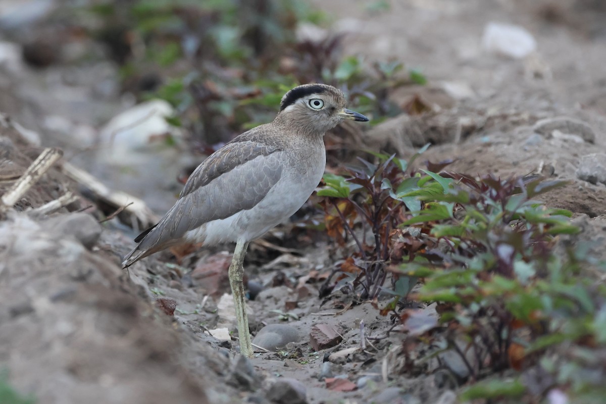 Peruvian Thick-knee - ML643771829
