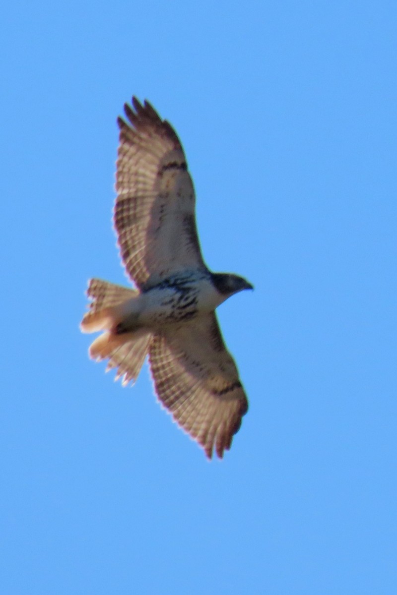 Rotschwanzbussard - ML643771841
