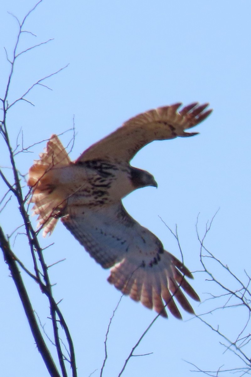 Rotschwanzbussard - ML643771842