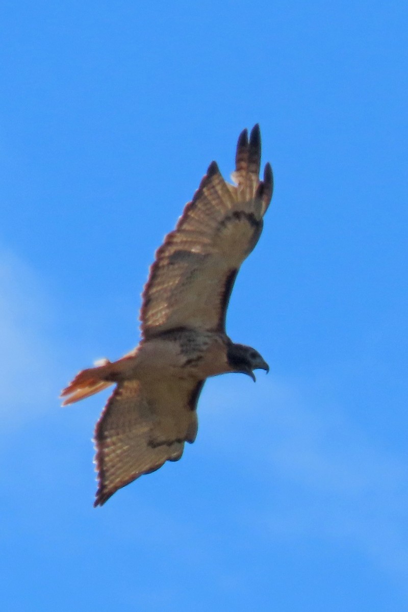 Rotschwanzbussard - ML643771843
