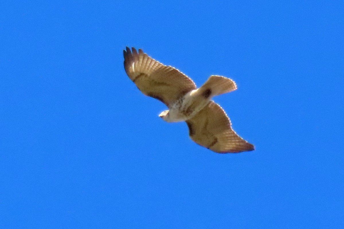 Rotschwanzbussard - ML643771844