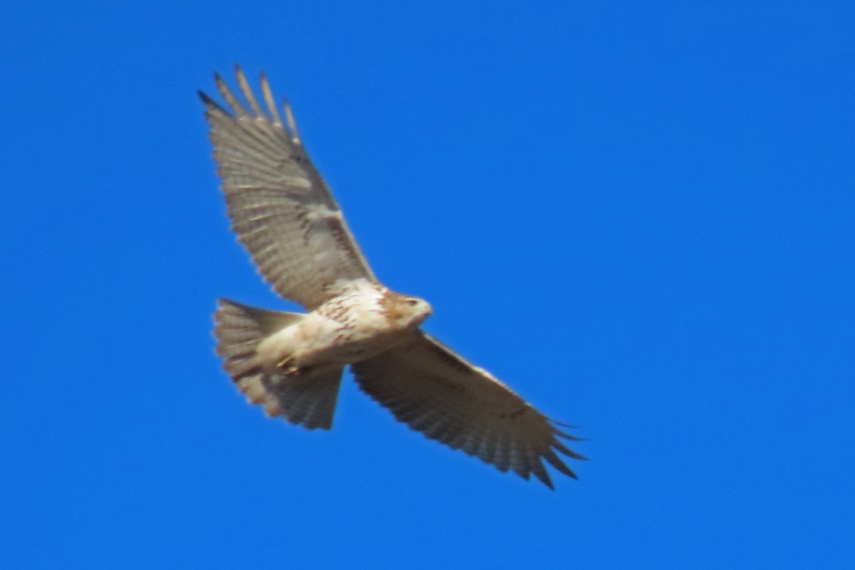 Rotschwanzbussard - ML643771845