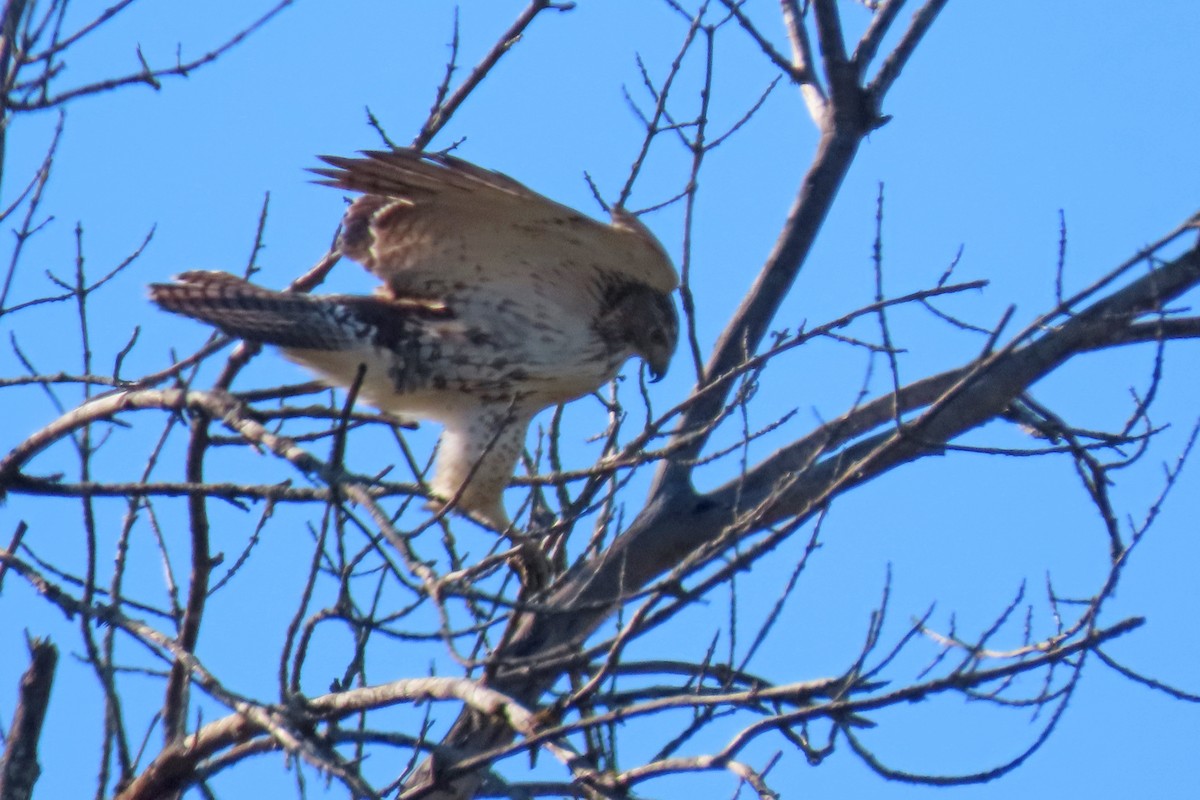 Rotschwanzbussard - ML643771846