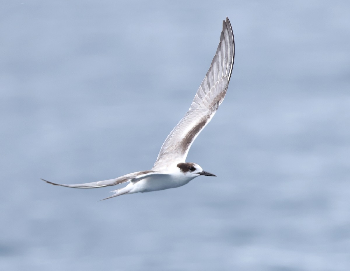 Common Tern - ML643771879