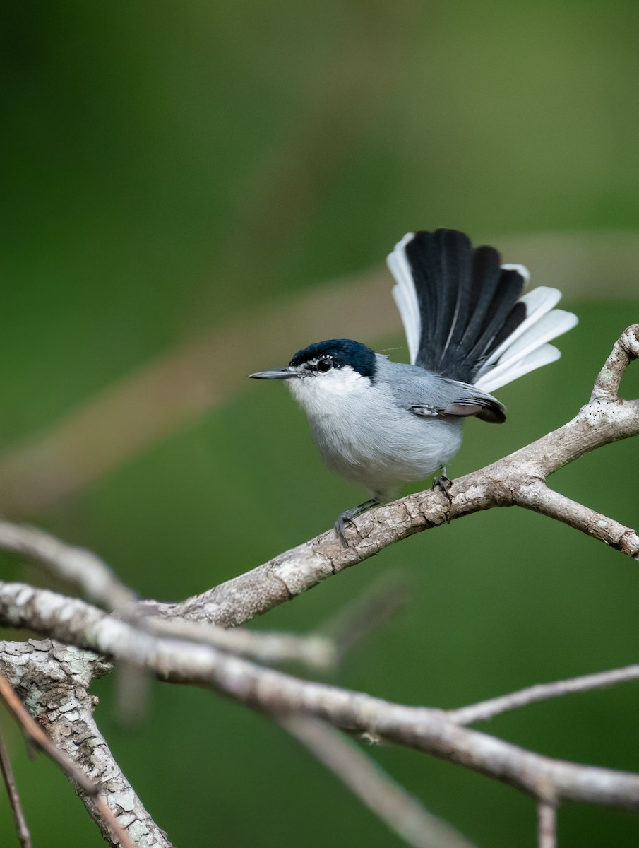 mayamyggsmett - ML643771884