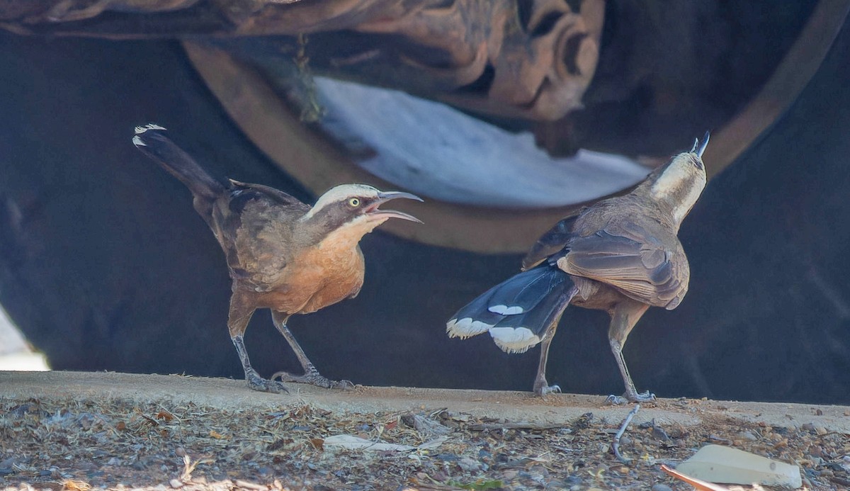 Gray-crowned Babbler - ML643771885