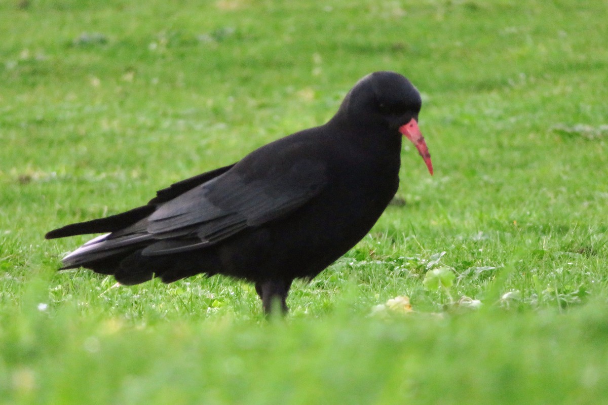 紅嘴山鴉 - ML643771888