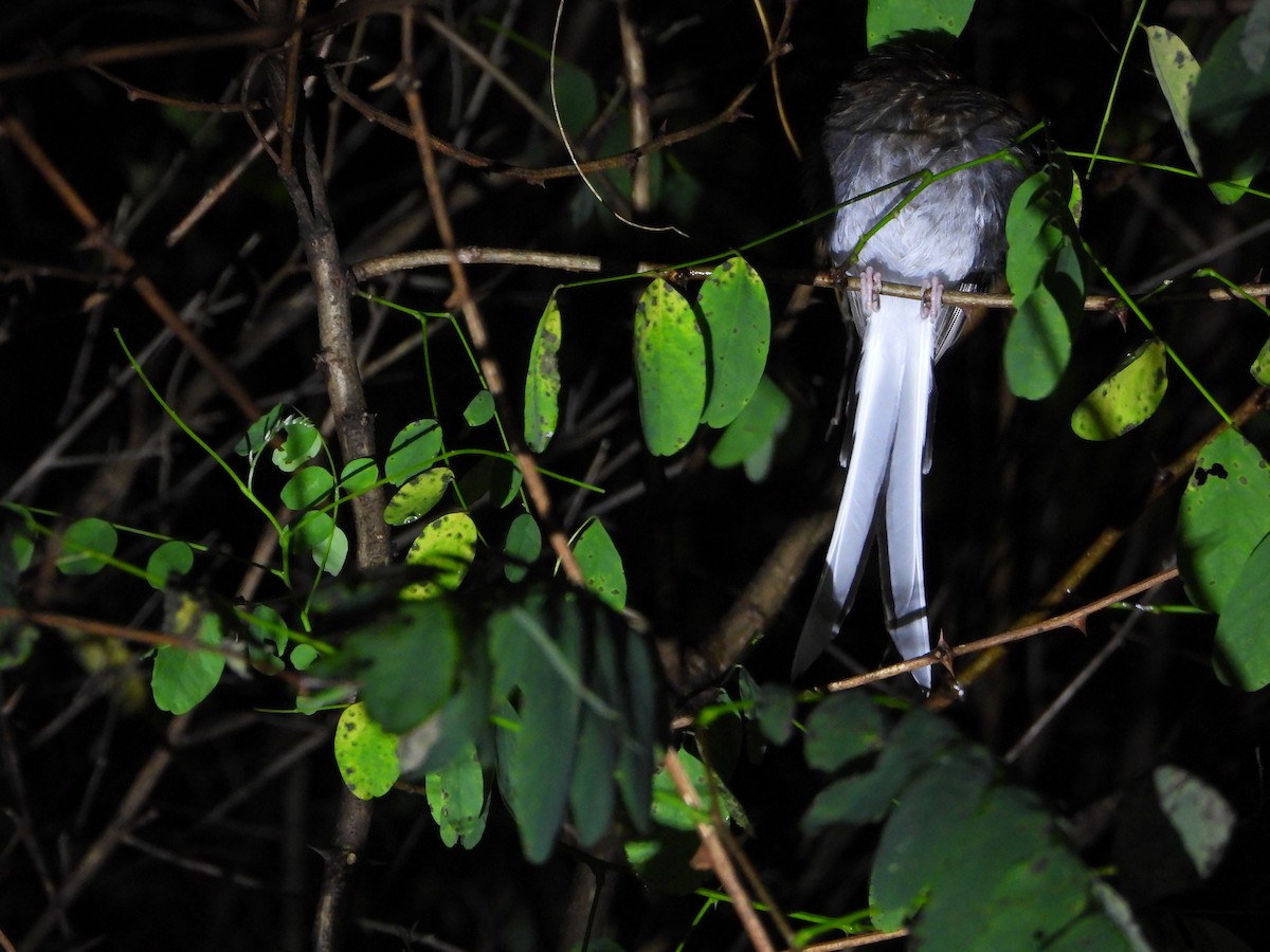 White-crowned Forktail - ML643771897